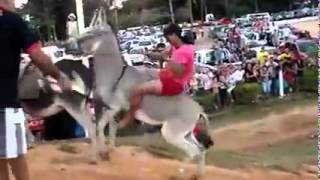 burro se monta a otro burro