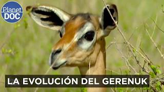 Thumbnail del capítulo