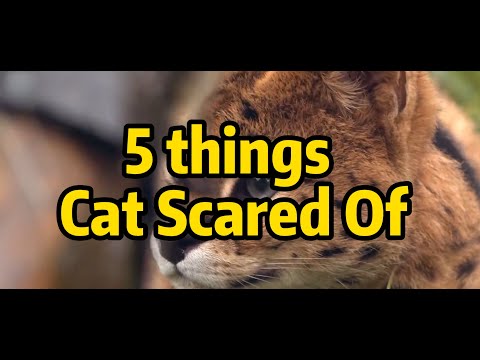 5 Things Cat Scared Of