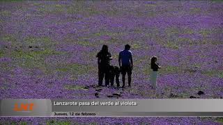 Lanzarote pasa del verde al violeta