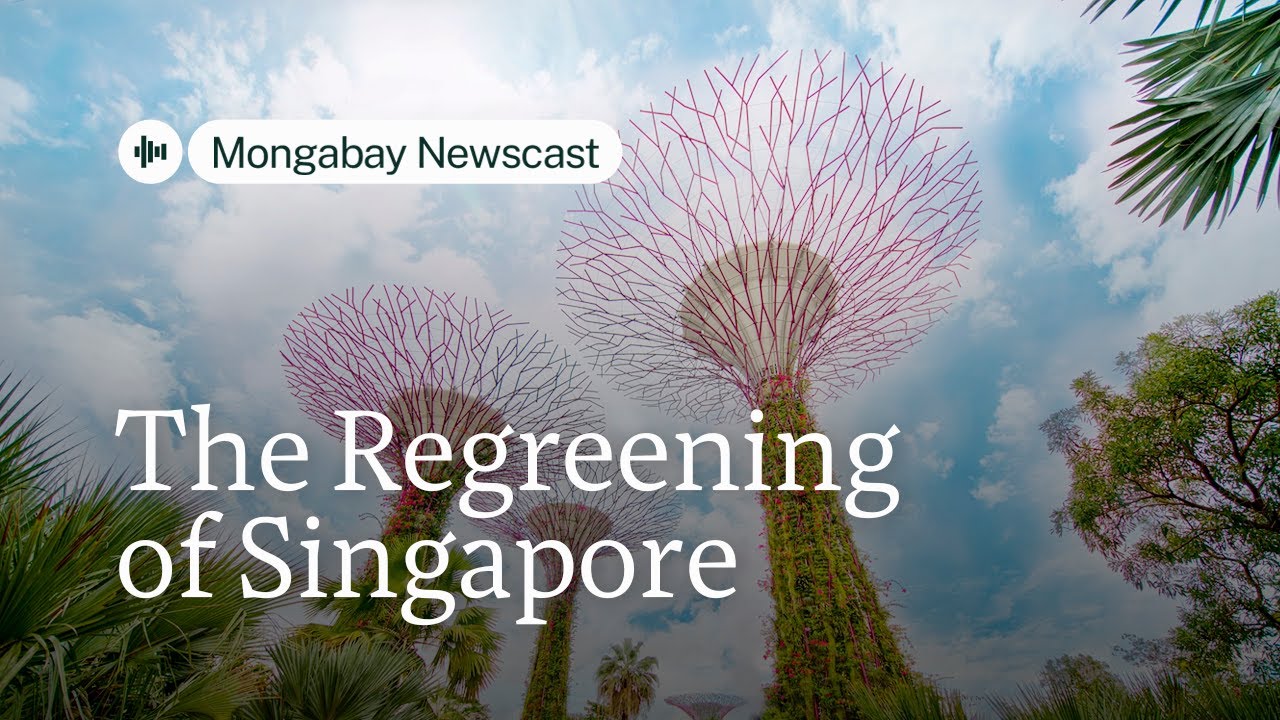 Singapore's "City in a Garden" Initiative Navigates Urban Heat Challenges