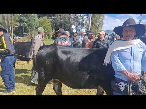 Aquiteven  :  9.146 ÍZA BOYACÁ CON FERIA GANADERA  SE DIÓ  INICIÓ A LAS FIESTA 2.026.