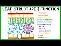 Leaf Structure And Function