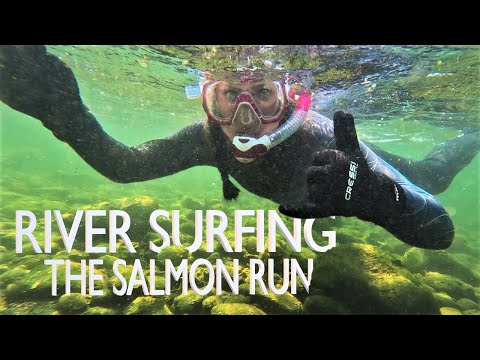 River Surfing the Salmon Run | @scubamax | Campbell River, Vancouver Island, Canada