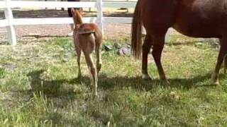 preview picture of video 'Classy and Te love the grass'