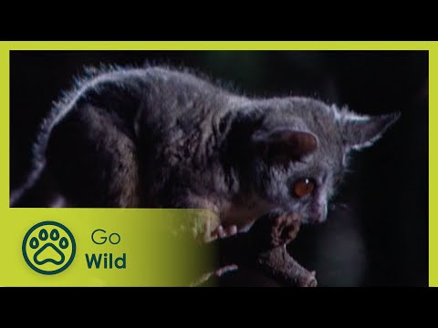 The Night Shift – Nocturnal - Animal Instincts - Go Wild