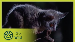 The Night Shift – Nocturnal - Animal Instincts - Go Wild
