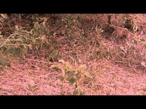 mikesz para david lynch.m4v