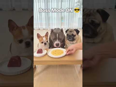 He Looks Innocent…But Watch What He Does Next 😳🐶#chihuahua #viralvideo#explorepage #fyp#usa#petlover