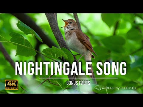 Singing nightingale 🕙 10 Hours | Probably the Best Bird Song in the World | 4K | Bonus Facts