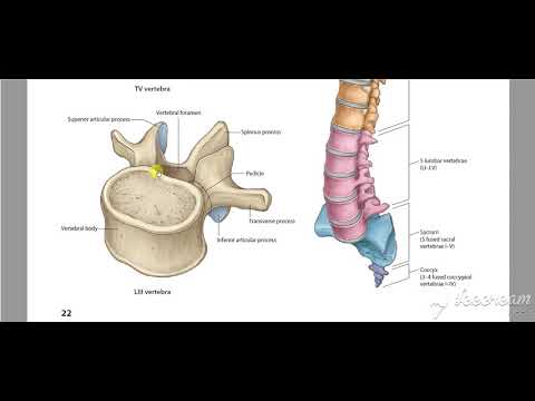 Atypical thoracic vertebrae 3