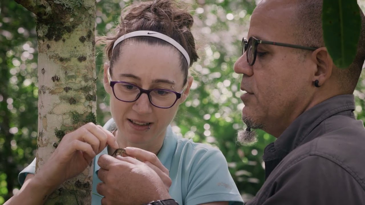 El Cambio de Las Lagartijas en Las Ciudades | Video HHMI BioInteractive