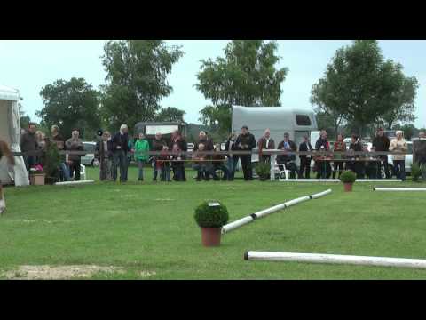 Sudweyher Fohlenschau 2013 - Kat.-Nr. 03