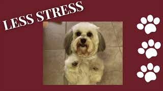 Classy Canine Clips Mobile House Call Grooming