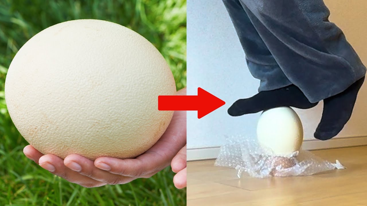 人間が乗っても割れない卵があるらしい