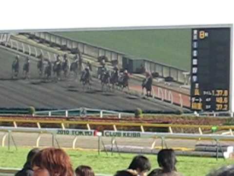 Horse race at Toyko Race Track