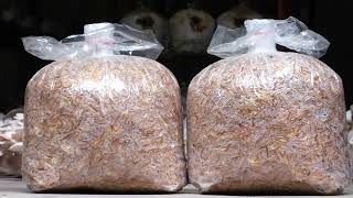 মাশরুম চাষ ও এর পুষ্টিগুণ