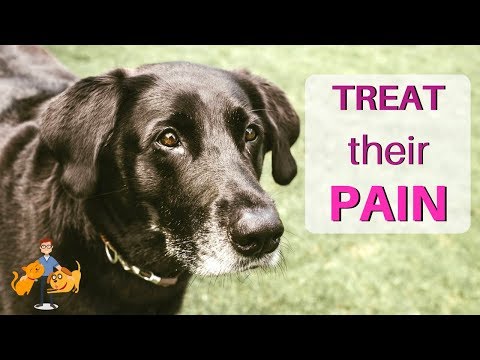 Treatment of Arthritis in Dogs and Cats: drugs and monitoring
