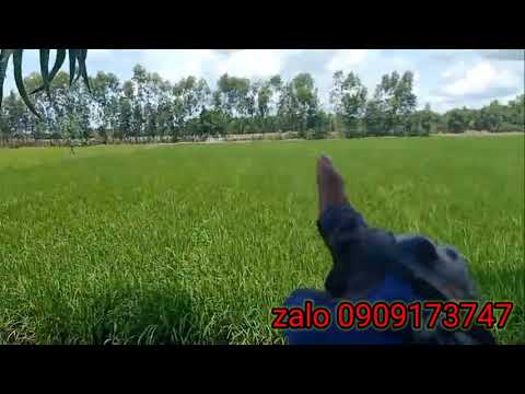 cần tiền bán lô đất 2 mặt tiền 4131m2