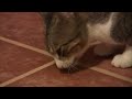 Cat Catches Bat In Air ViralHog