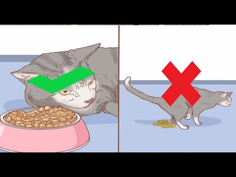 How to Diagnose the Cause of a Swollen Abdomen in Cats || Considering Possible Causes