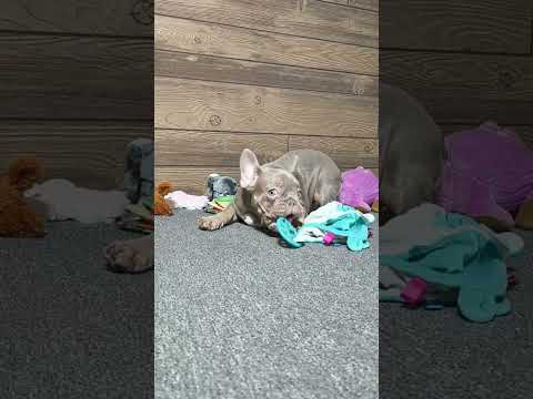 Video 1