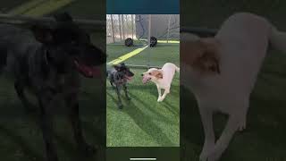 Video preview image #1 Catahoula Leopard Dog-Unknown Mix Puppy For Sale in Woodbury, NY, USA