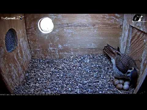 Female Kestrel Returns To Brood Her 5 Eggs, Soon To Hatch – May 5, 2021