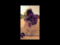 Nee Pi Prema Chavadhe Full Folk Songs Bheem T