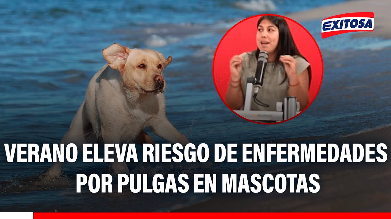 🔴🔵¡Atención! El verano ELEVA EL RIESGO de enfermedades por pulgas y garrapatas en mascotas
