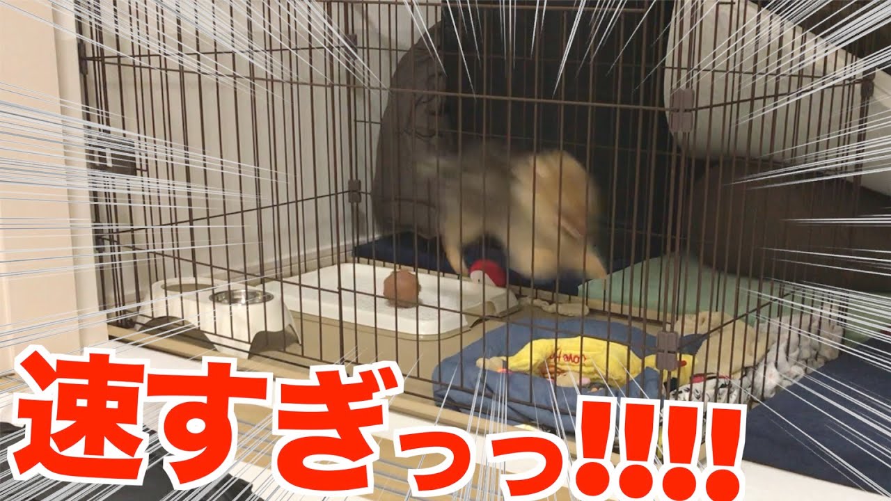 まだ忍者だったころの子犬ポメラニアン