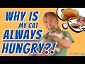 Why Is My Cat Always Hungry Causes And Solutions Explained