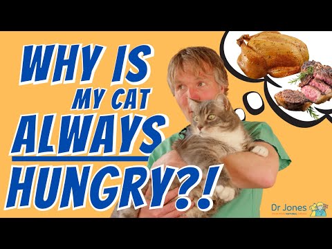Why Is Your Cat Always Hungry? - YouTube