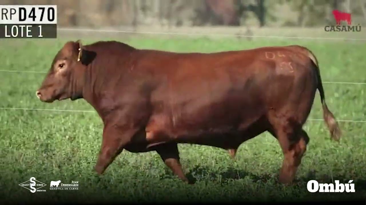 Ombú - Angus Colorado