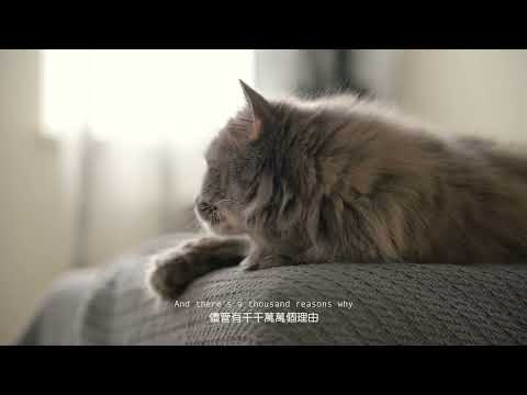 Jeremy Zucker, Lauv, Alexander 23 - "Cozy" (中英歌詞）