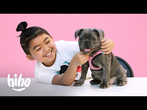 【爆笑】海外の変わったドックフードを愛犬にあげてみた！