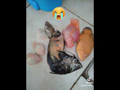 My Oscar, parrot and angel fish are DIED 😭😭😭