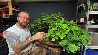Defoliating My Overgrown English Oak Bonsai And Wiring - Part One