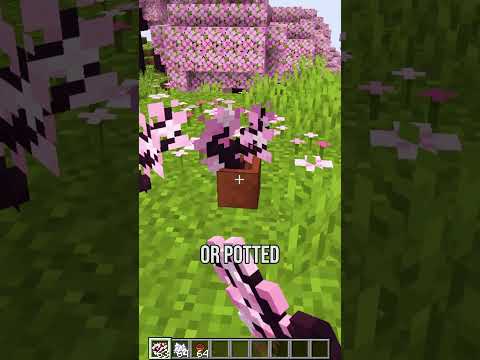 All about the NEW Minecraft Cherry Blossom!🤩 | Minecraft 1.20 snapshot 23w07a