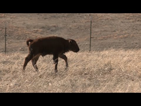 AgweekTV: SD Bison Calving