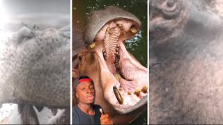 God Sent Hippos to Punish Humanity (and other stuff for 8 minutes)