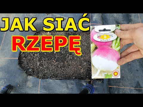 Jak i kiedy siać Rzepę do Gruntu | Uprawa Rzepy w ogrodzie