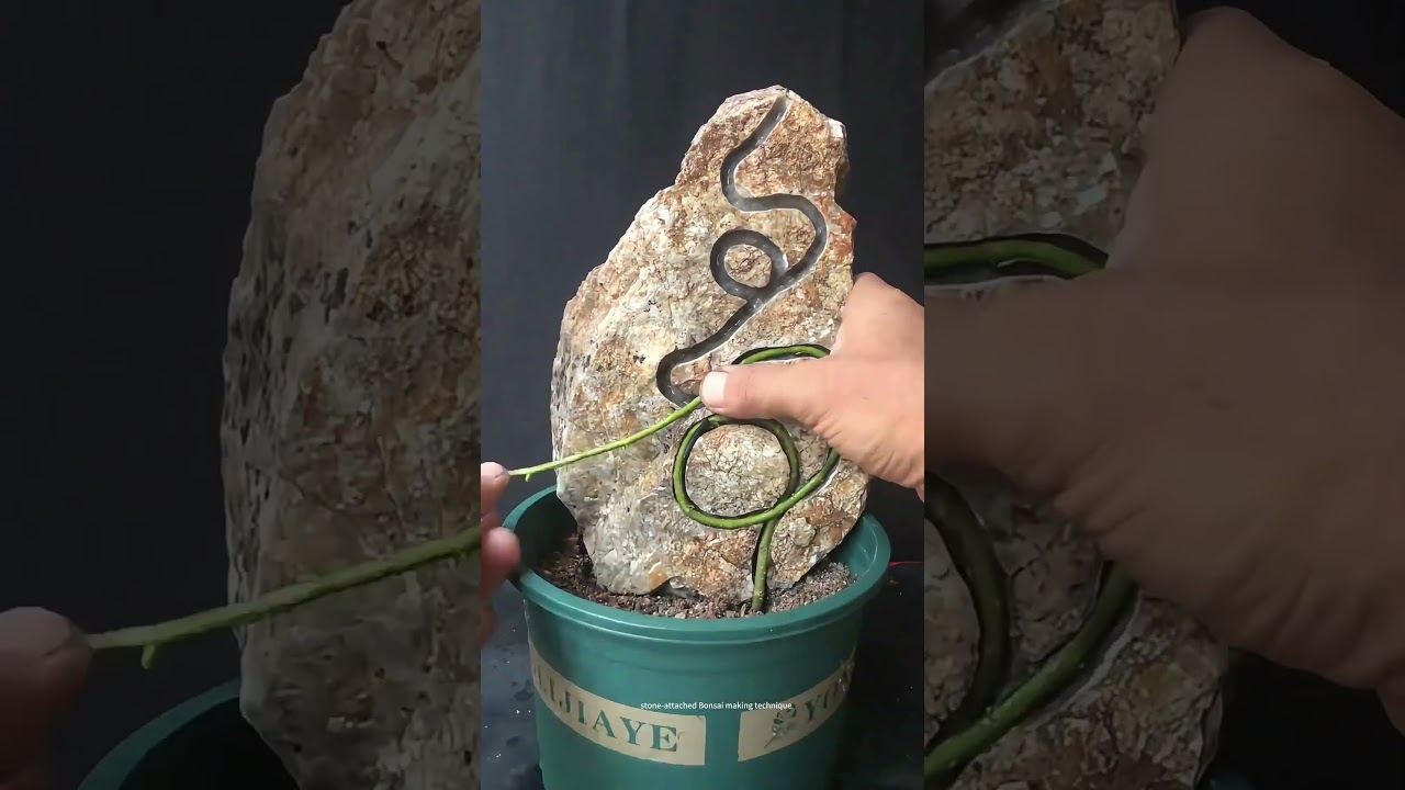 Attach A Plant On The Stone !