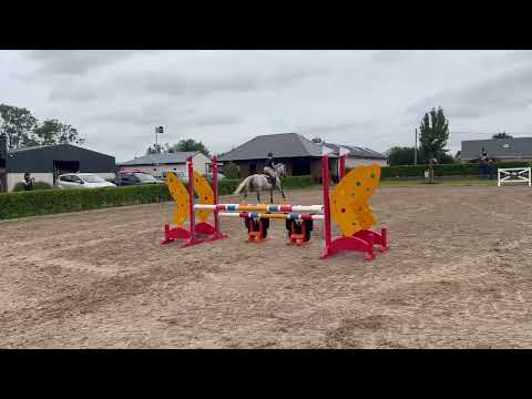 Athletic Irish Sport Horse for sale - Image 2