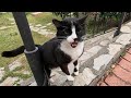 Tuxedo Cat Says Good Morning To Me With Her Cute Meow