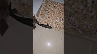 Download lagu NGERI‼️NEMU GABUS DI DEPAN PINTU😱 mp3