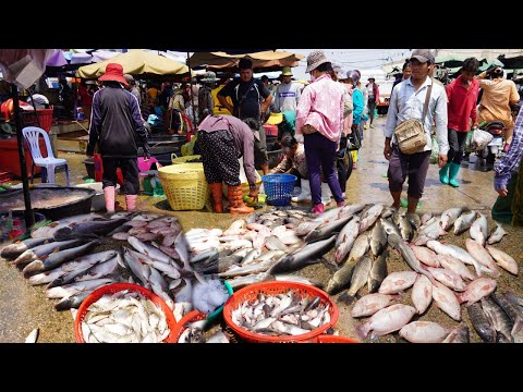 Amazing Site Distribute Rural Fish, Alive Fish & More - Daily Lifestyle of Vendors In Fish Market