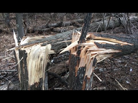 Tannerite Logging!  How to blow up trees for fun and profite (mostly fun, no profit)
