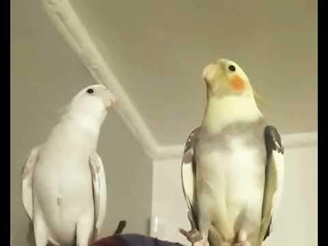 Dzikusy nimfy w domu - jak zwykle czegoś się wystraszyły