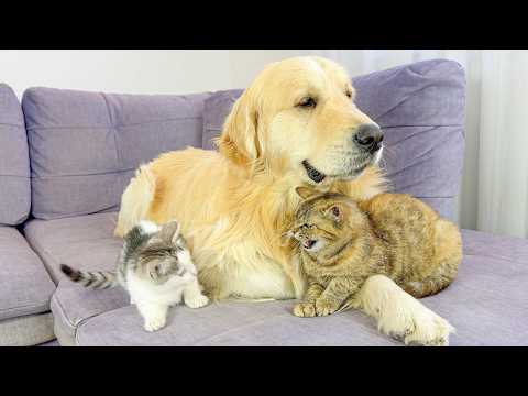 YouTube 썸네일